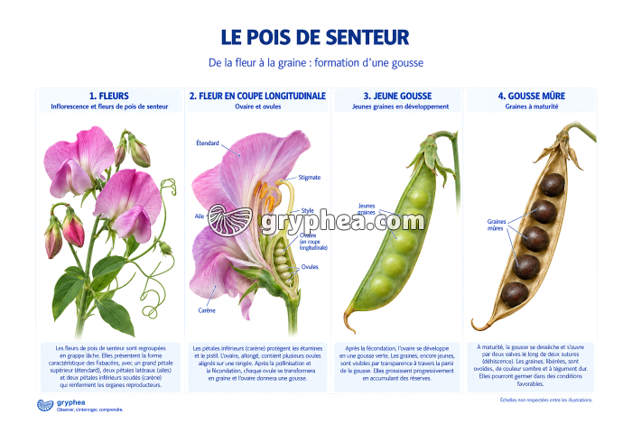 De la fleur à la graine chez le Pois de senteur - gryphea.com